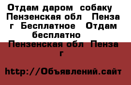 Отдам даром  собаку - Пензенская обл., Пенза г. Бесплатное » Отдам бесплатно   . Пензенская обл.,Пенза г.